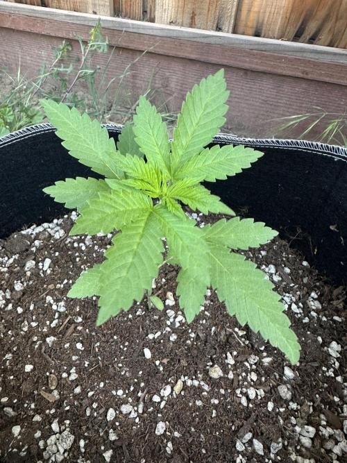 Gorilla Melon Outdoor Grow. Week 3