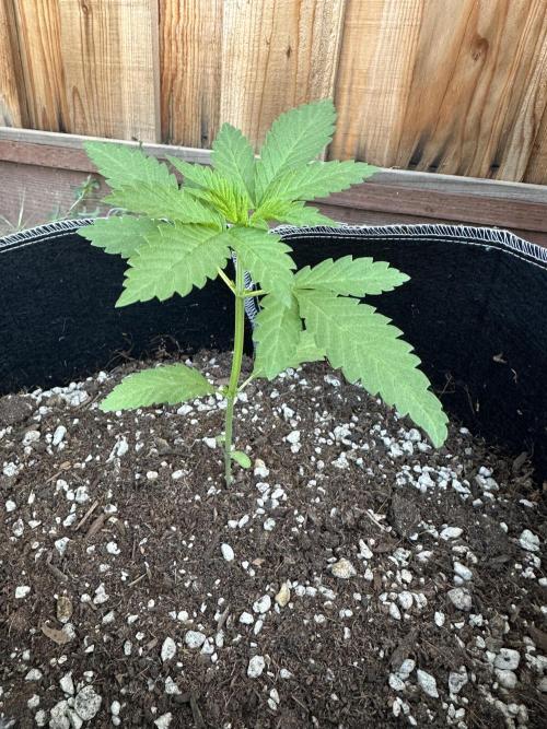Gorilla Melon. Week 3