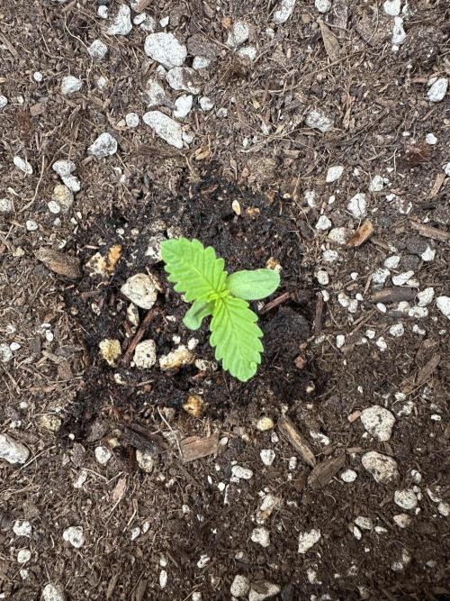 Fast Buds Mix Pack FF Outdoor. Week 1
