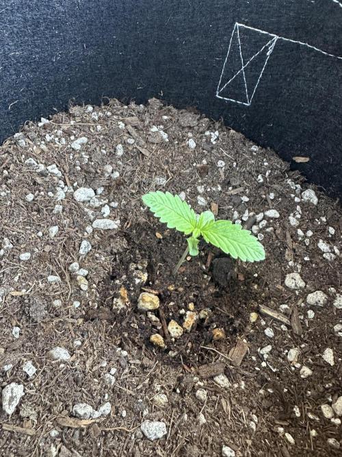Fast Buds Mix Pack FF Outdoor. Week 1