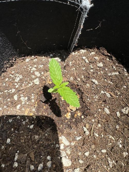 Big Rootz. Week 1