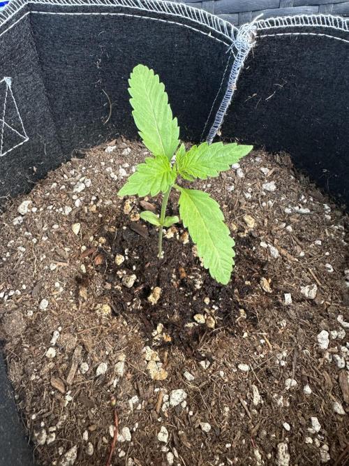 Fast Buds Mix Pack FF Outdoor. Week 2