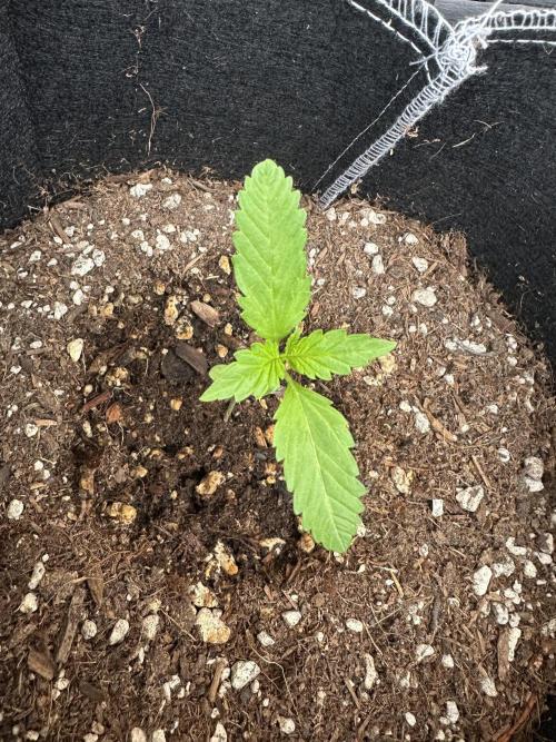 Fast Buds Mix Pack FF Outdoor. Week 2