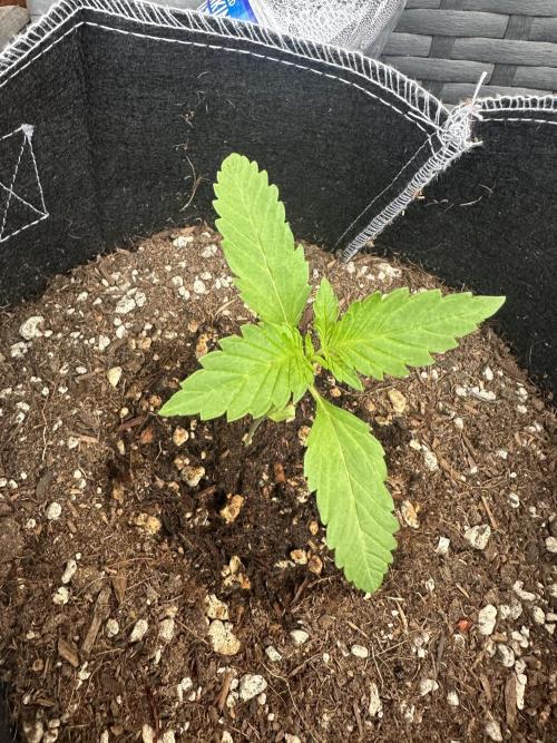 Big Rootz. Week 2