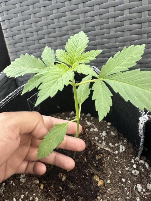 Fast Buds Mix Pack FF Outdoor. Week 3