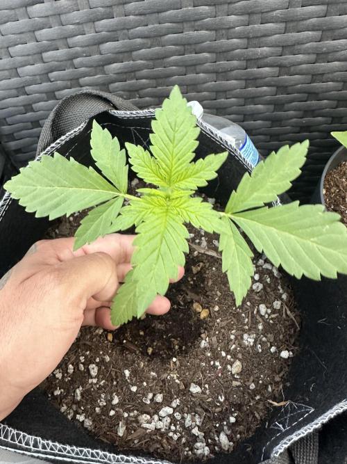 Big Rootz. Week 3