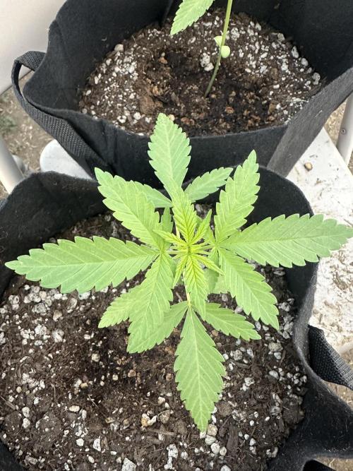Genius Juice x C99 Outdoor Grow. Week 3