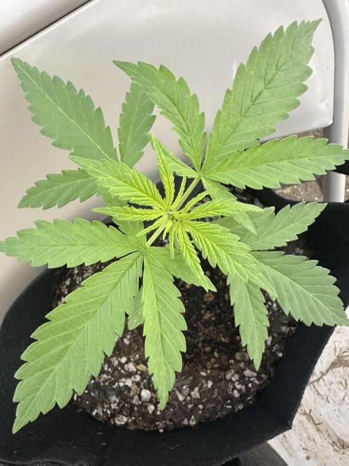 Genius Juice x C99 Outdoor Grow. Week 3