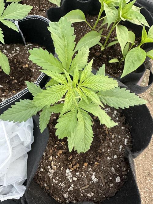 Genius Juice x Cinderella 99. Week 3
