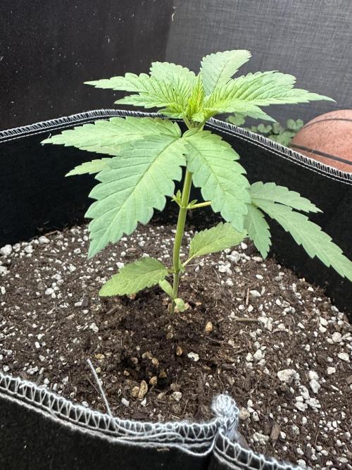 Gorilla Melon Outdoor Grow. Week 3