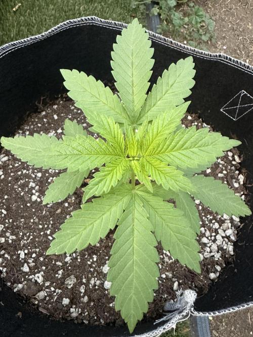 Gorilla Melon. Week 3