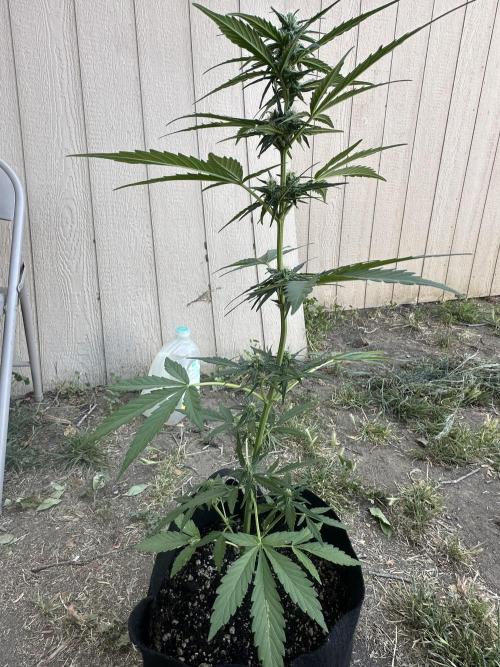 Slime Machine Outdoor Grow. Week 7