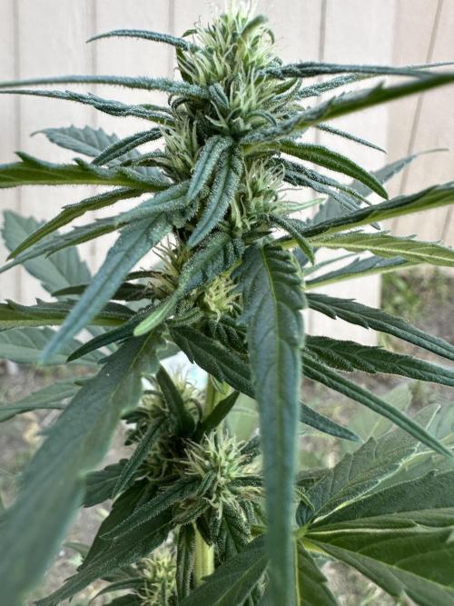 Slime Machine Outdoor Grow. Week 7