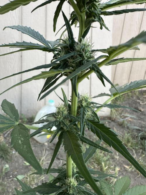Slime Machine Outdoor Grow. Week 7