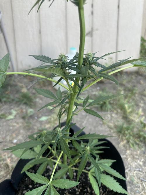 Slime Machine . Week 7