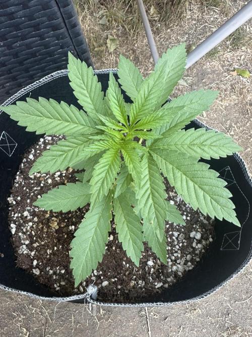 Gorilla Melon Outdoor Grow. Week 4
