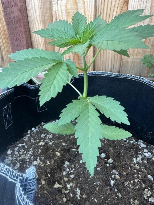 Gorilla Melon. Week 4