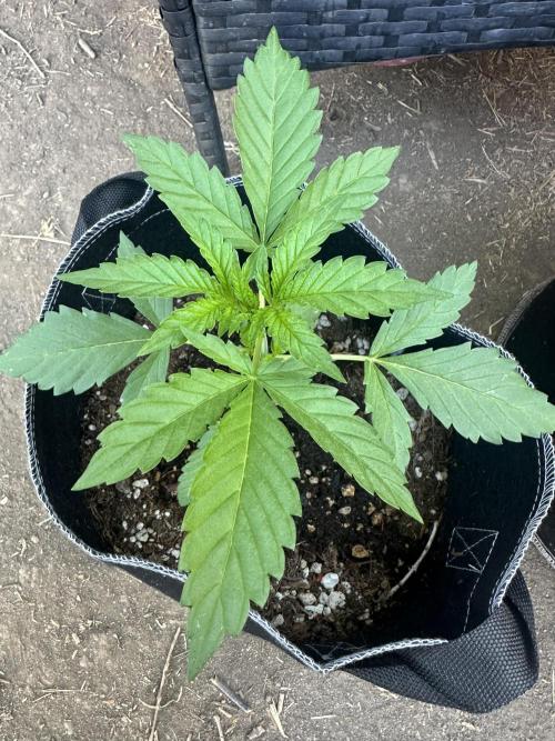 Fast Buds Mix Pack FF Outdoor. Week 4