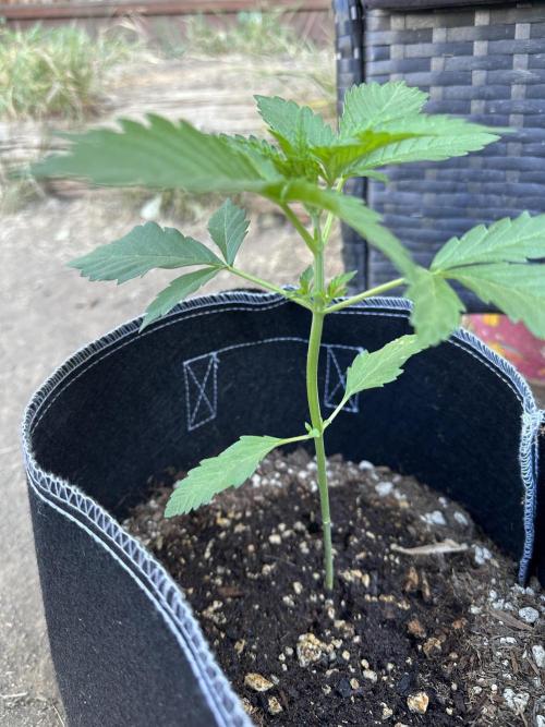 Big Rootz. Week 4