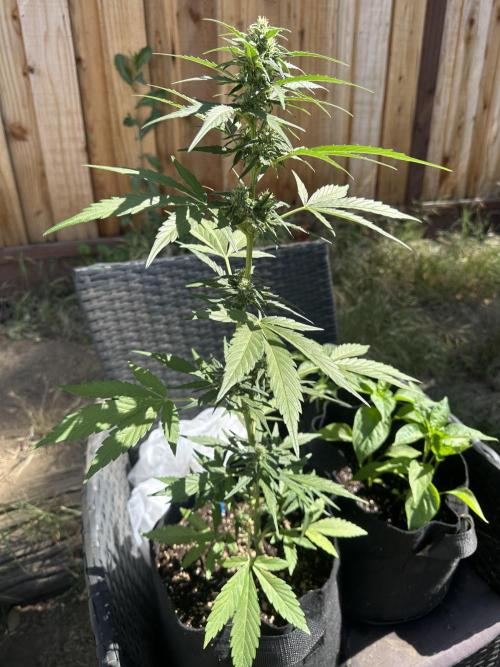 Slime Machine Outdoor Grow. Week 7