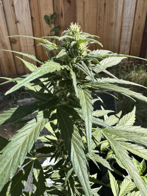 Slime Machine Outdoor Grow. Week 7