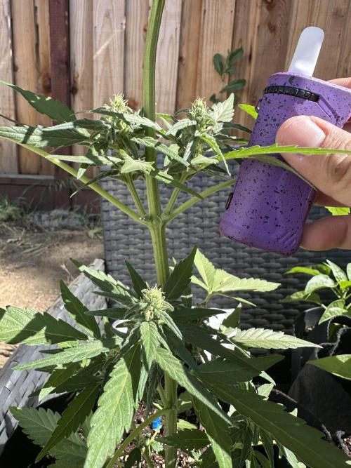Slime Machine . Week 7