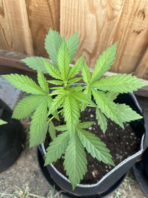 Fast Buds Mix Pack FF Outdoor. Week 4