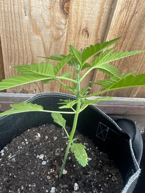 Big Rootz. Week 4