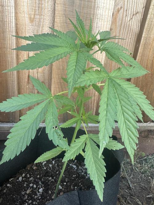 Genius Juice x C99 Outdoor Grow. Week 4