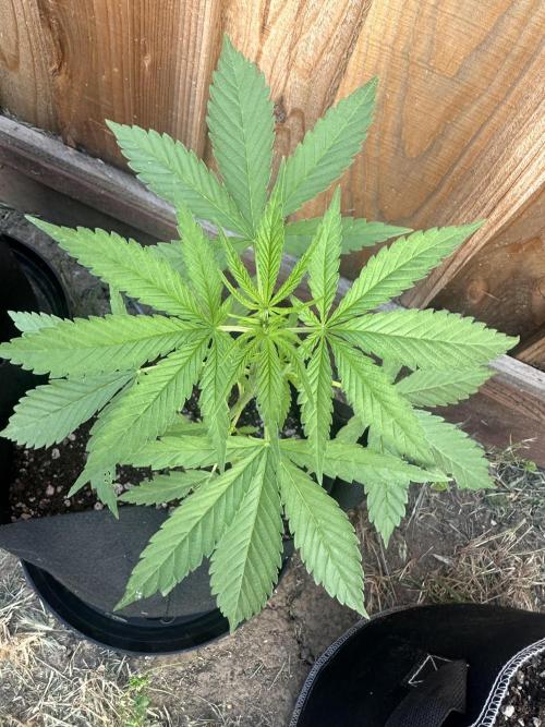 Genius Juice x C99 Outdoor Grow. Week 4