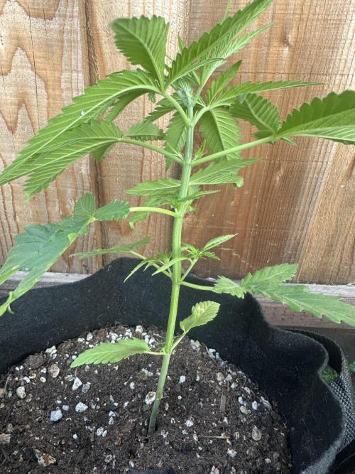 Genius Juice x C99 Outdoor Grow. Week 4