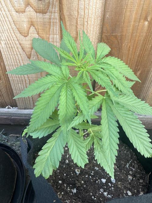 Genius Juice x C99 Outdoor Grow. Week 4