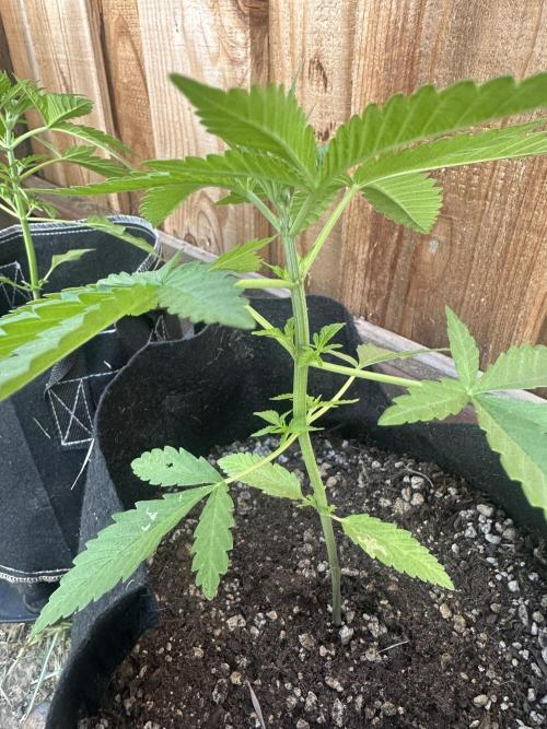 Genius Juice x C99 Outdoor Grow. Week 4