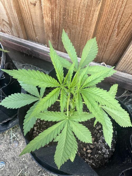 Genius Juice x C99 Outdoor Grow. Week 4