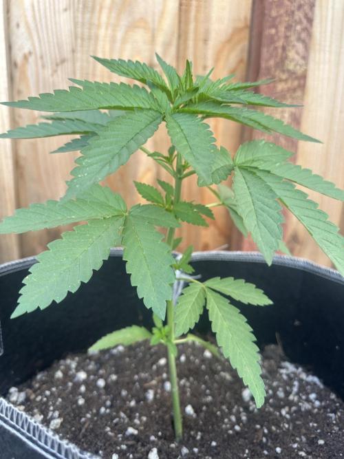 Gorilla Melon Outdoor Grow. Week 4