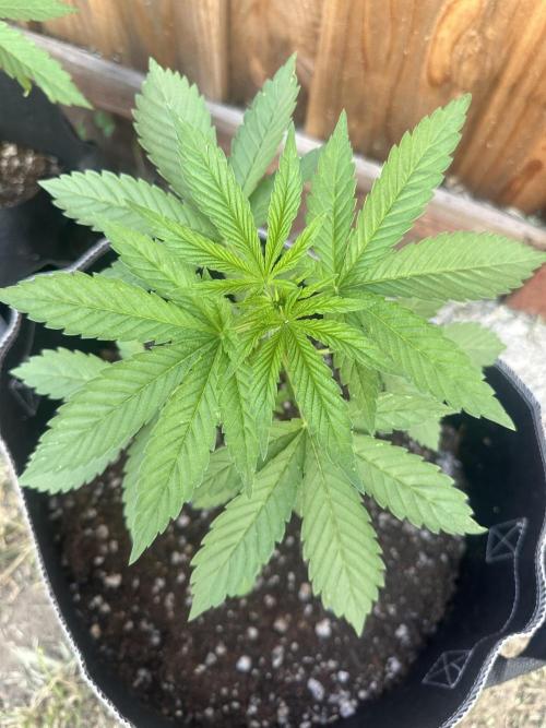 Gorilla Melon. Week 4