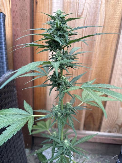 Slime Machine Outdoor Grow. Week 8