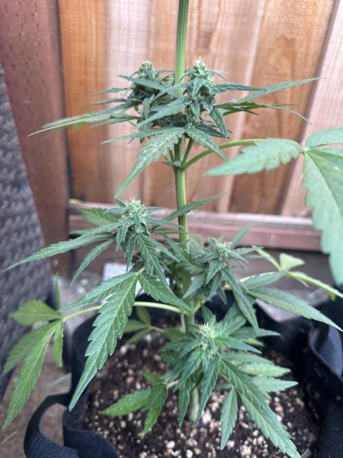 Slime Machine Outdoor Grow. Week 8
