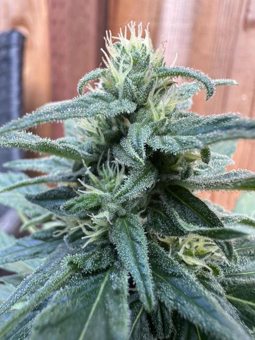 Slime Machine . Week 8