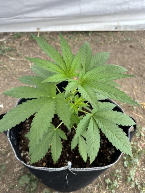 Gorilla Melon Outdoor Grow. Week 5