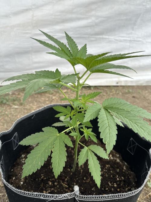 Gorilla Melon Outdoor Grow. Week 5