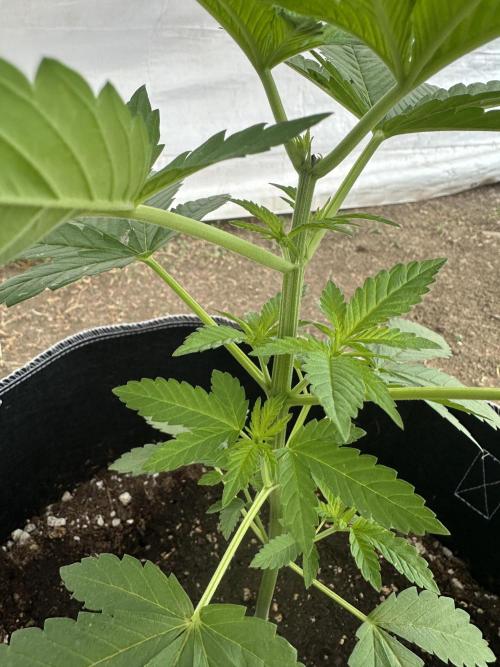 Gorilla Melon. Week 5