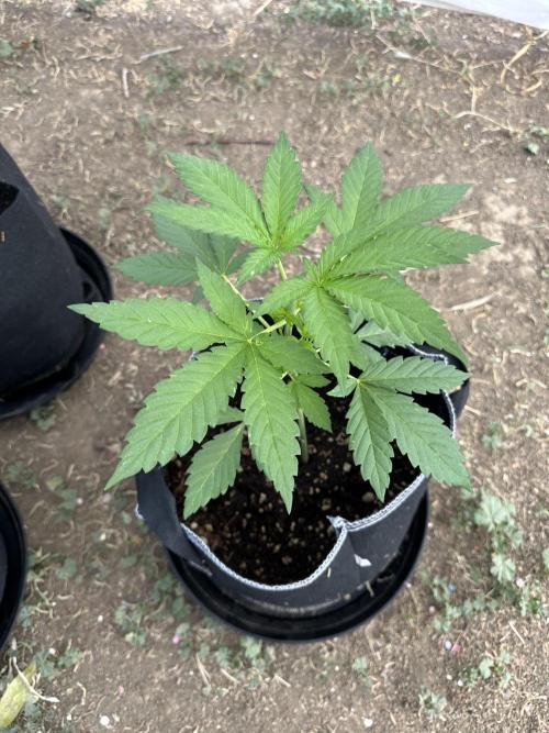 Fast Buds Mix Pack FF Outdoor. Week 5
