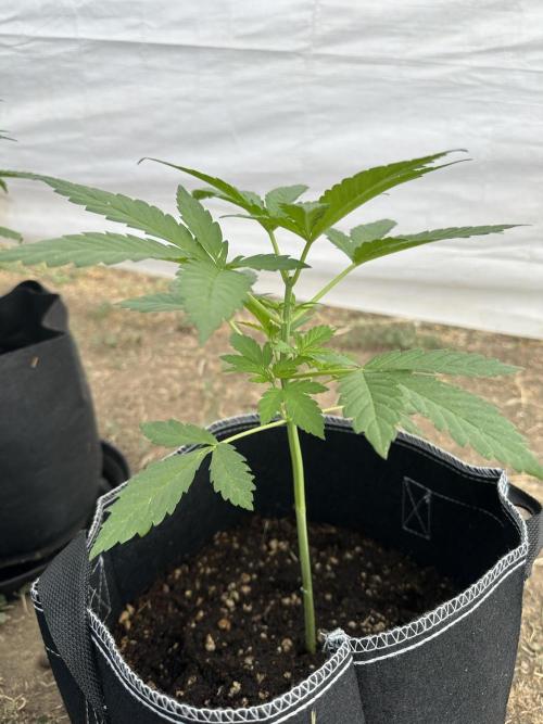 Fast Buds Mix Pack FF Outdoor. Week 5