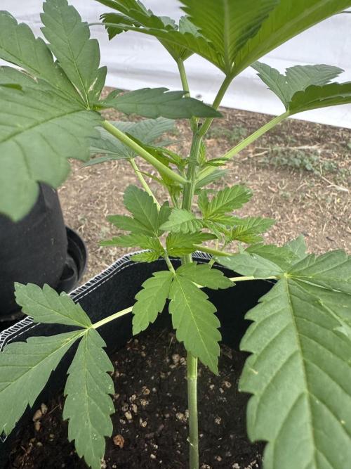 Big Rootz. Week 5