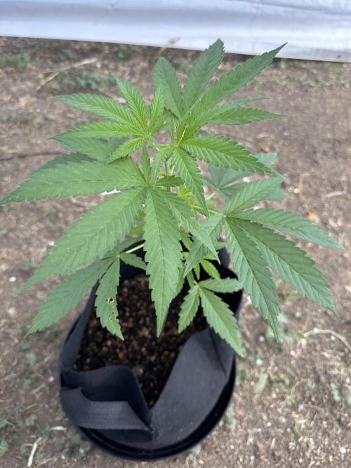 Genius Juice x C99 Outdoor Grow. Week 5