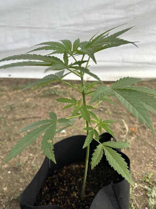 Genius Juice x C99 Outdoor Grow. Week 5