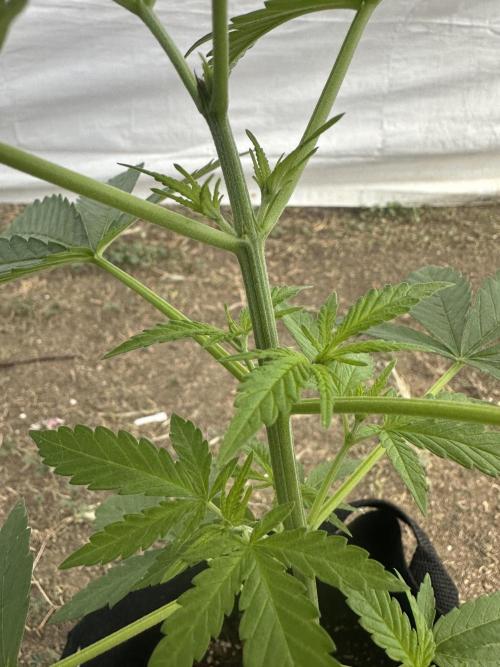 Genius Juice x C99 Outdoor Grow. Week 5
