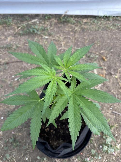 Genius Juice x C99 Outdoor Grow. Week 5