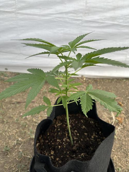 Genius Juice x C99 Outdoor Grow. Week 5